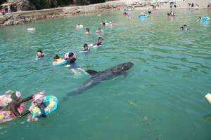 夏だ!! クジラと泳ごう！
